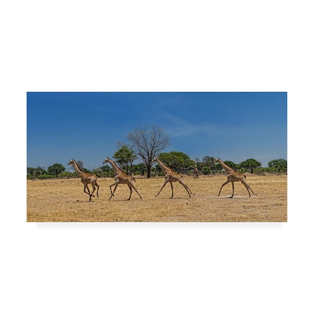 Piet Flour 'Wild And Free Giraffes' Canvas Art,24x47